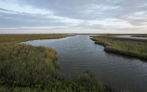 玫琳凯再次携手大自然保护协会 保护沿海珍贵湿地